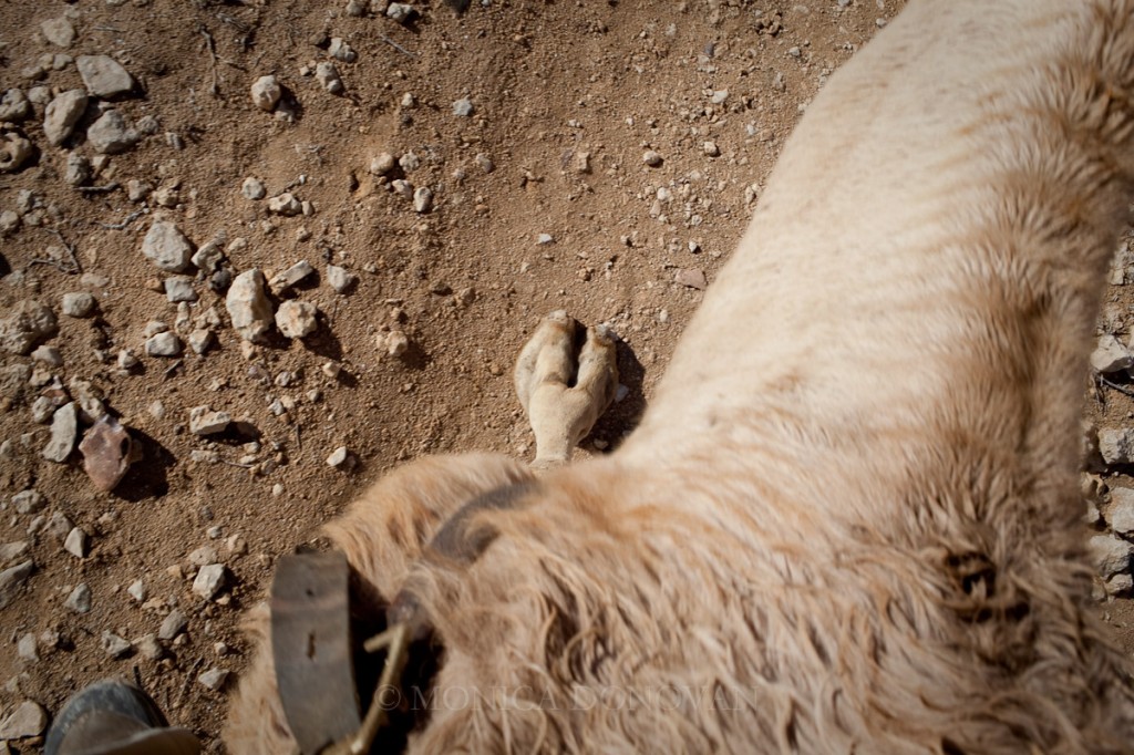 burlington-vermont-photographer-monica-donovan-negev-desert-israel-camel-middle-east