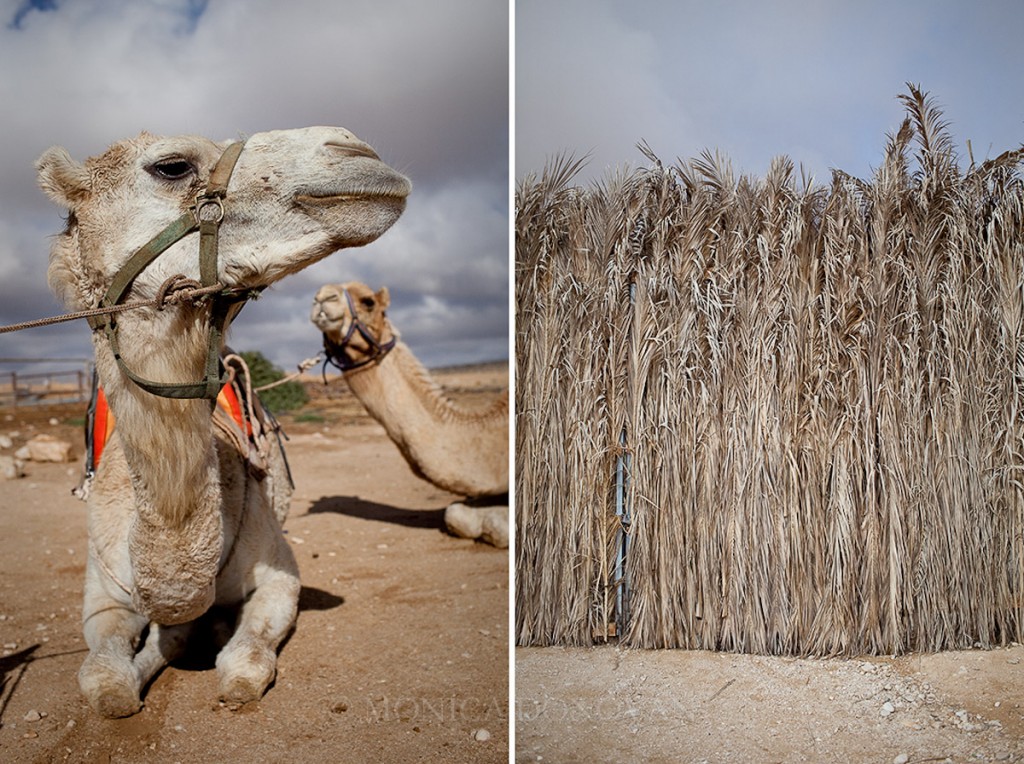 burlington-vermont-photographer-monica-donovan-bedouin-tent-camp-camel-negev-desert-israel