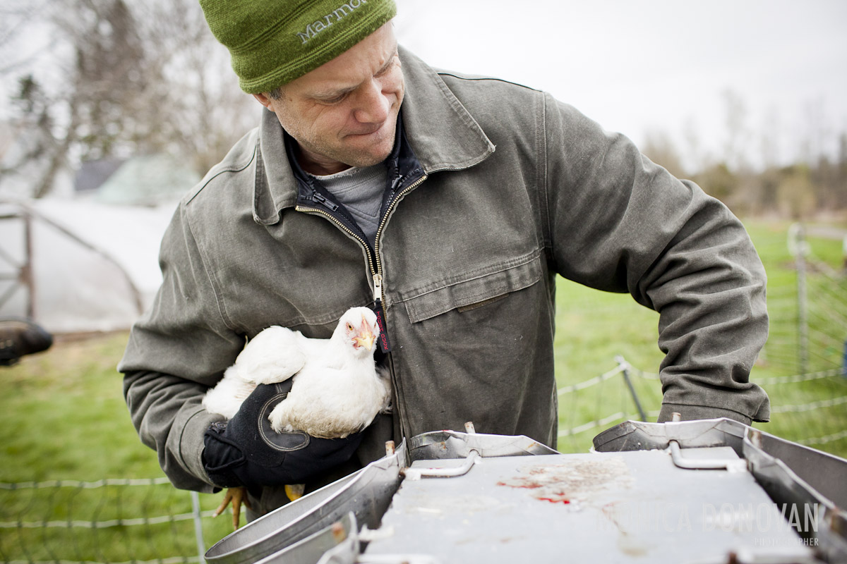 Vermont photographer and photojournalist monica donovan - chicken slaughter at sterling college in craftsbury common vt