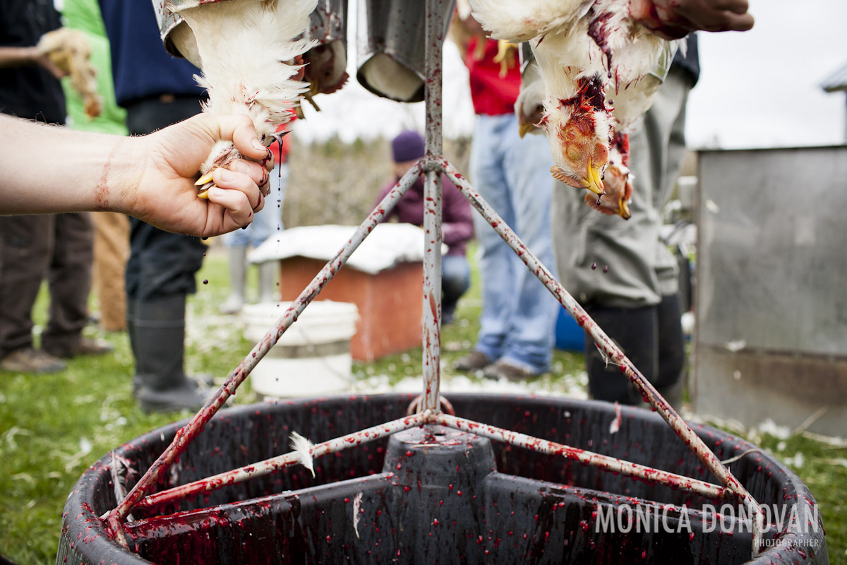 Vermont photographer and photojournalist monica donovan - chicken slaughter at sterling college in craftsbury common vt