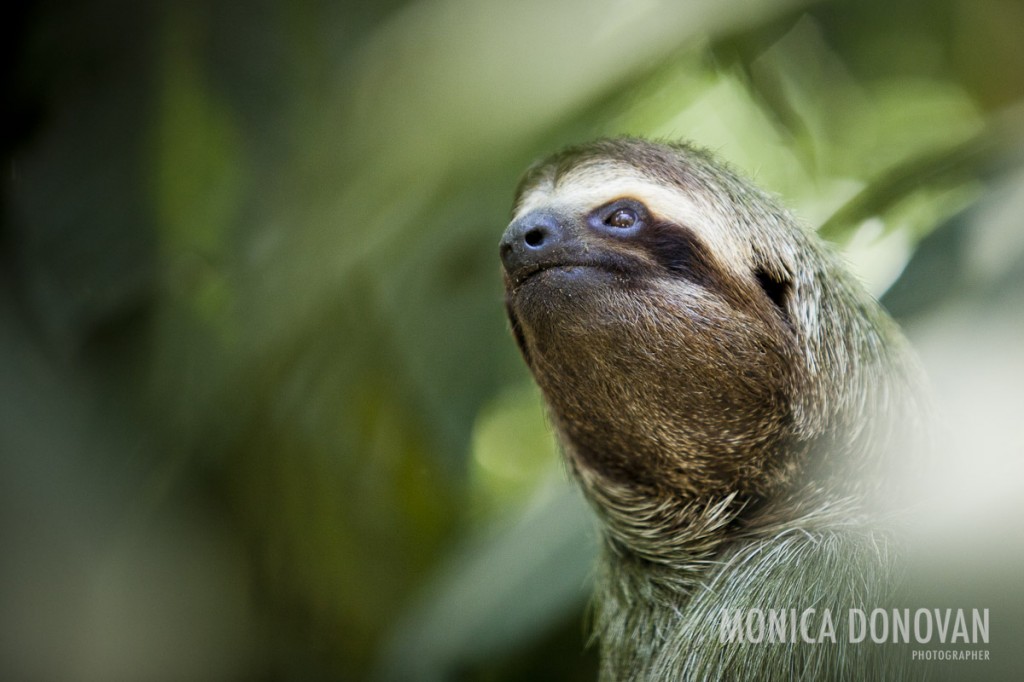 Sloth climbing a tree in Manuel Antonio, Costa Rica. By Burlington Vermont photographer Monica Donovan.