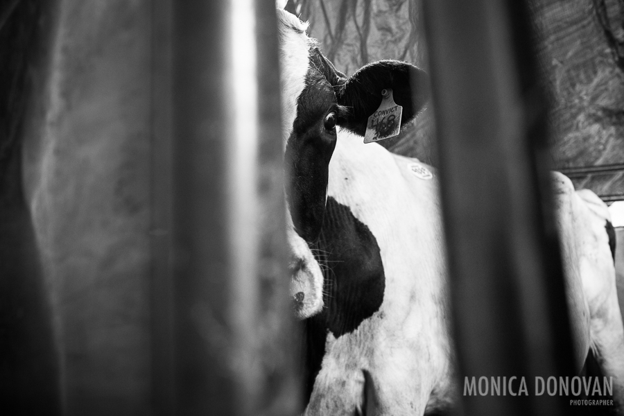 A cow peeks through metal bars while waiting for processing at the Royal Butcher slaughterhouse (abettoir) in Randolph, Vermont.