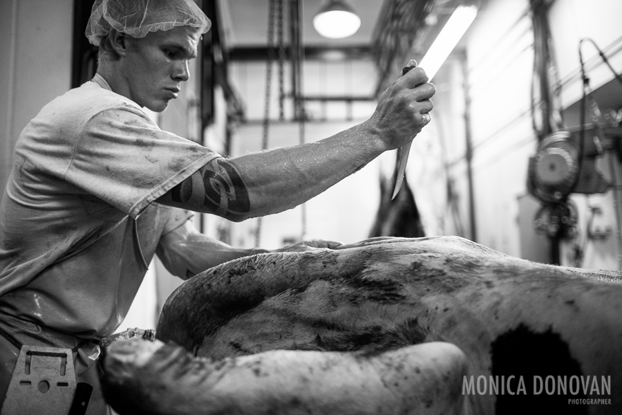 A worker at the Royal Butcher processes a cow. After using a 'percussion stunner' on the animal, it is bled upside-down for several minutes. Here, the cow is being skinned; next it will be eviscerated and cleaned.